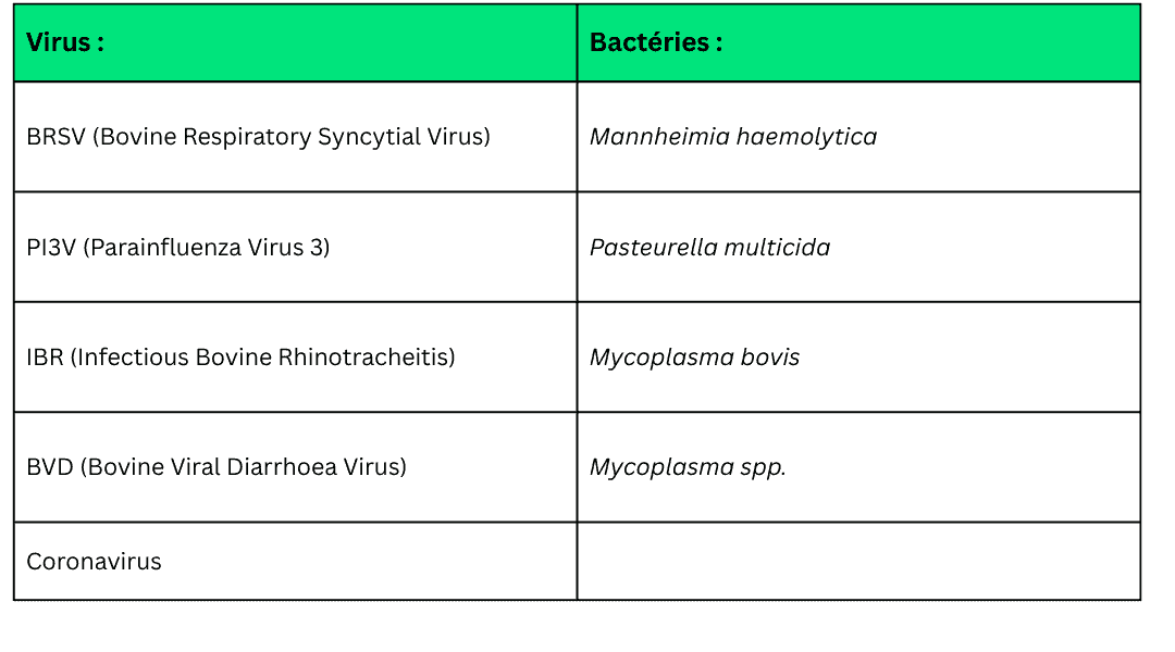 Quels virus et bactéries sont importants en cas de MRB ?