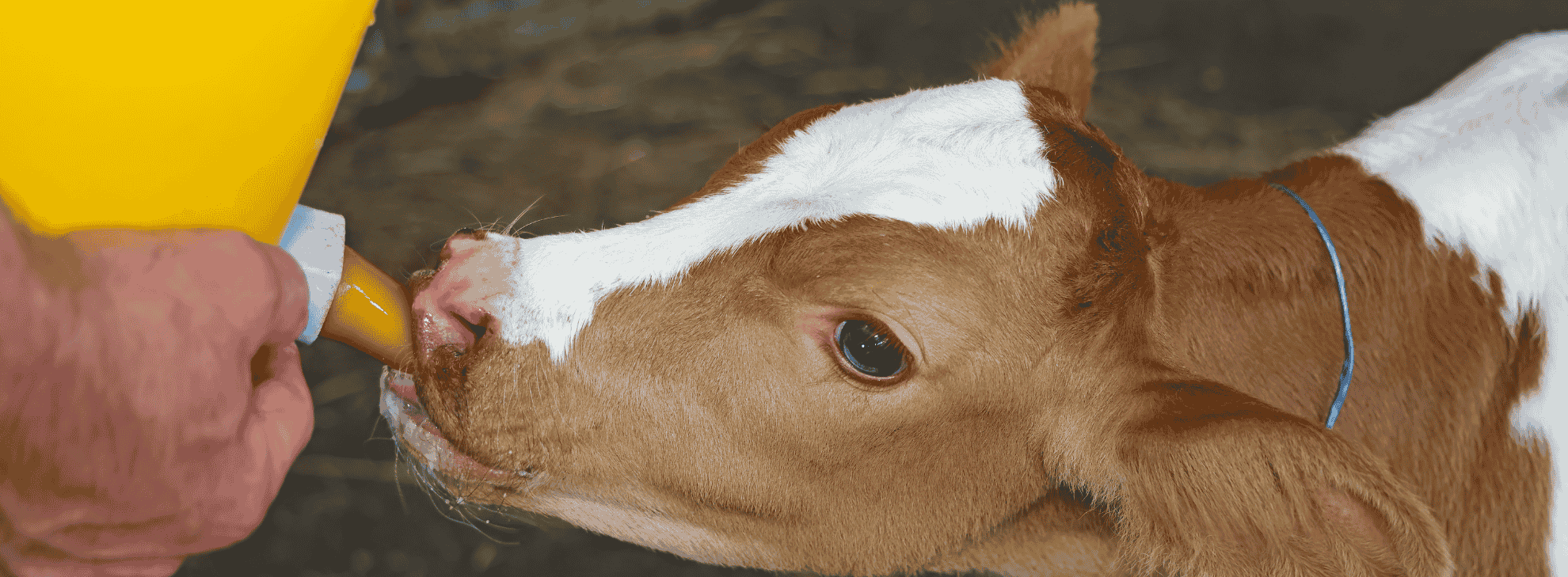 calf