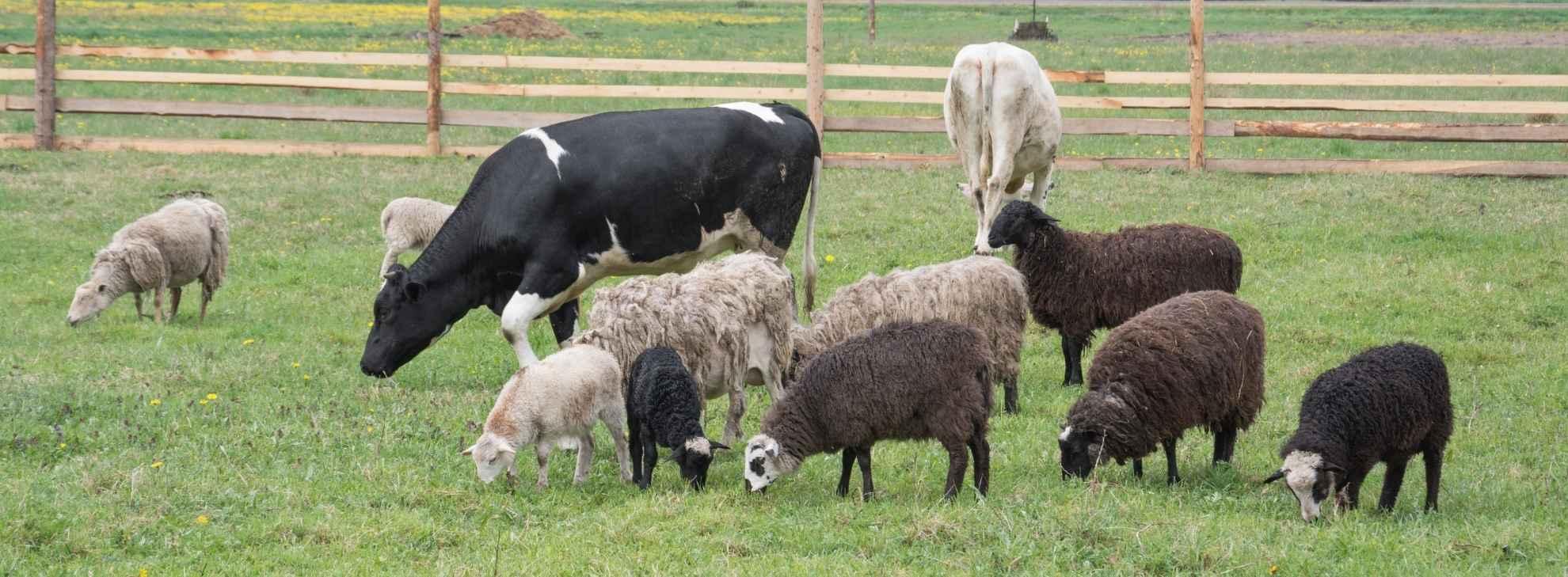 Schapen en runderen in de wei