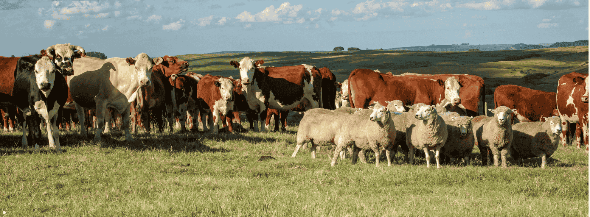 Schapen en runderen 