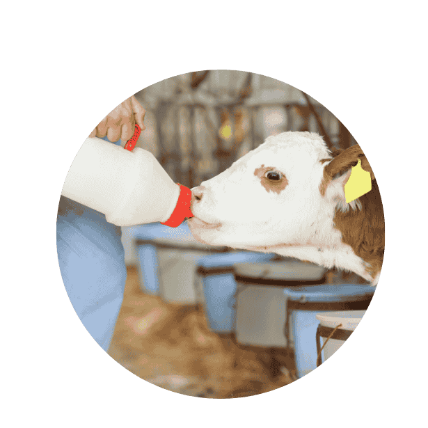 kalf en colostrum
