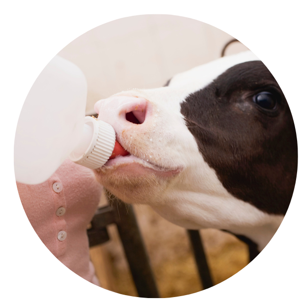 kalf met colostrum