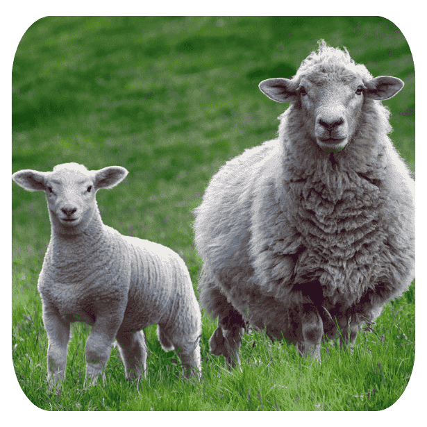 Schapen  