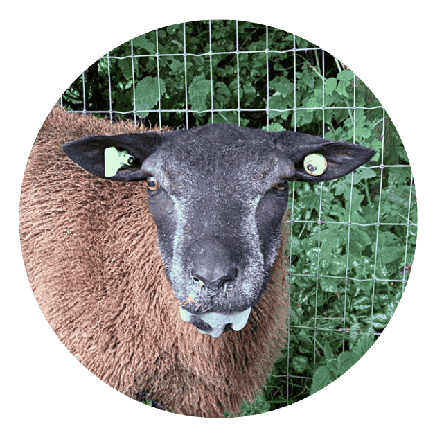 Schaap met symptomen van blauwtong 
