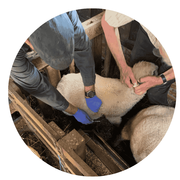 Schapen vaccineren voor blauwtong