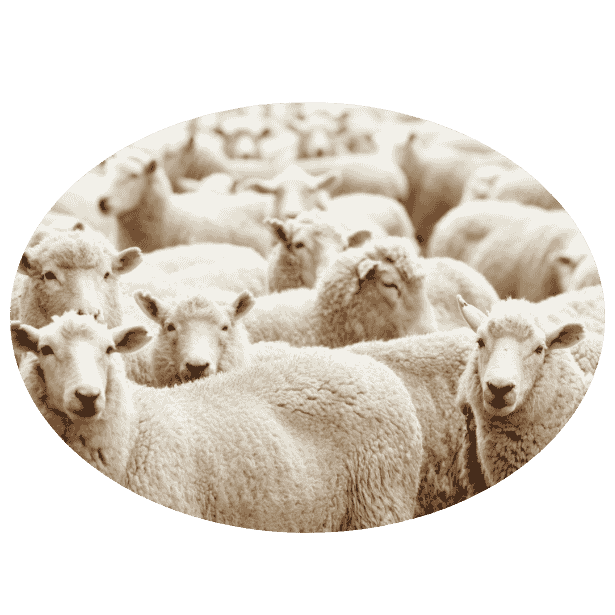 Schapen 