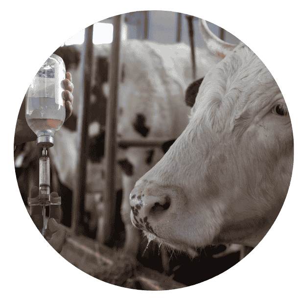 vaccination cow