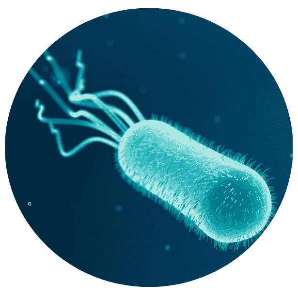 E. coli 
