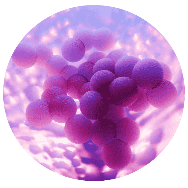 Staphylococcus areus