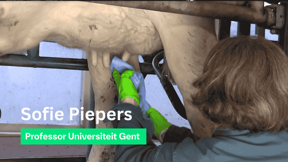 Professor Sofie Piepers